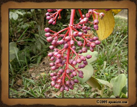 Excursion Kintamani (2005)
