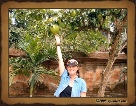 Excursion Kintamani (2005)