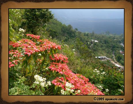 Excursion Kintamani (2005)