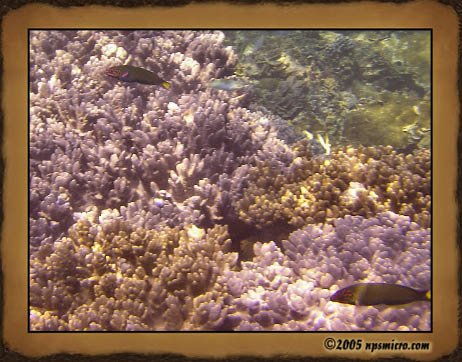 Excursion Nusa Lembongan (2005)
