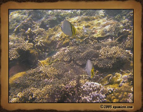 Excursion Nusa Lembongan (2005)