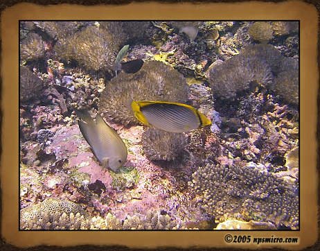 Excursion Nusa Lembongan (2005)