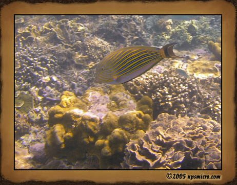 Excursion Nusa Lembongan (2005)