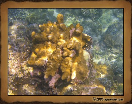 Excursion Nusa Lembongan (2005)
