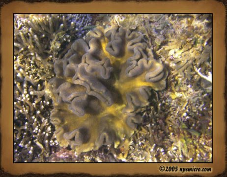 Excursion Nusa Lembongan (2005)