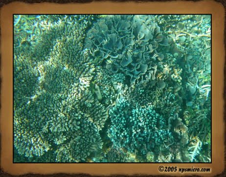 Excursion Nusa Lembongan (2005)