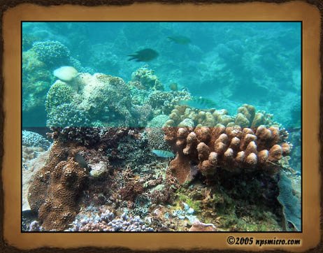Excursion Nusa Lembongan (2005)