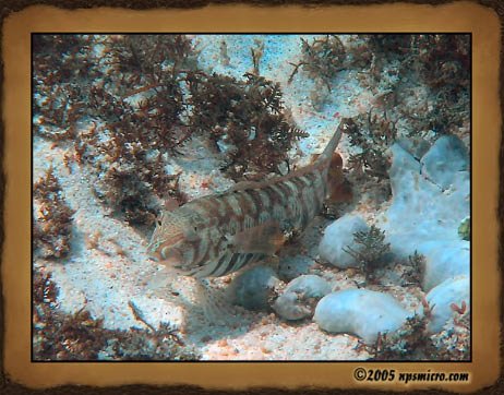 Excursion Nusa Lembongan (2005)