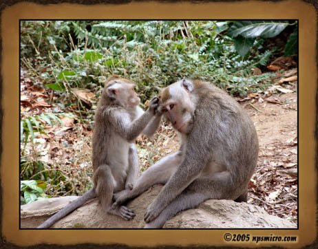 Forêt des singes de Sangeh (2005)