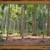 Forêt des singes de Sangeh