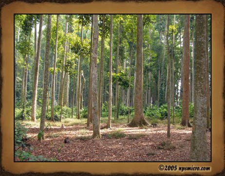 Forêt des singes de Sangeh (2005)