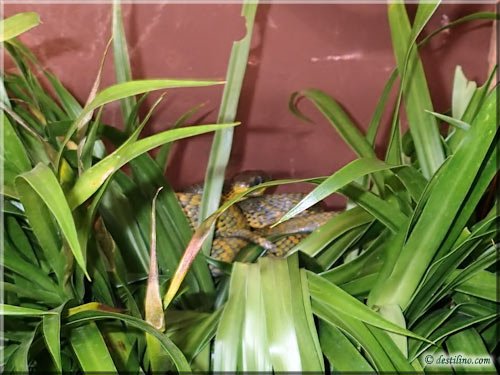 Ferme des reptiles et papillons