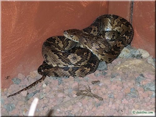 Ferme des reptiles et papillons