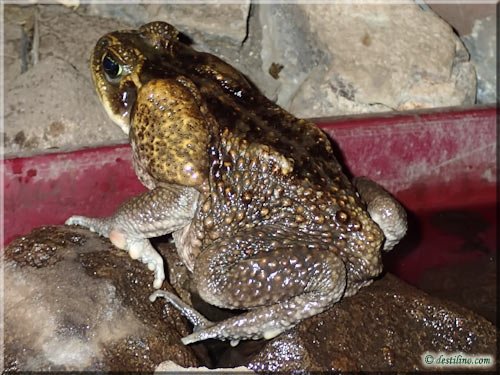 Ferme des reptiles et papillons