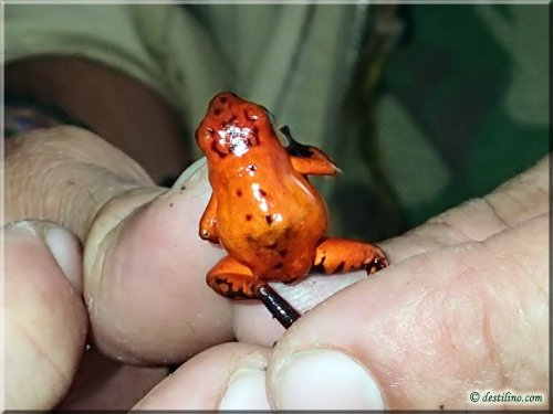 Ferme des reptiles et papillons