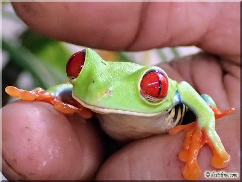 Ferme des reptiles et papillons