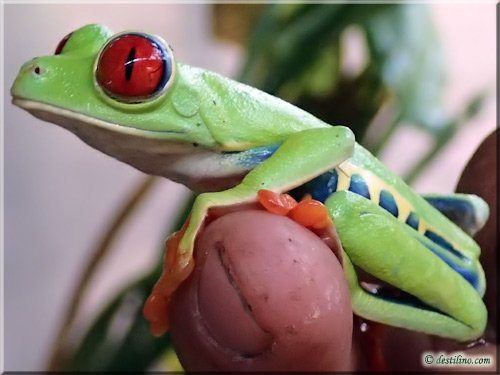 Ferme des reptiles et papillons