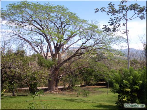 Hacienda Guachipelin