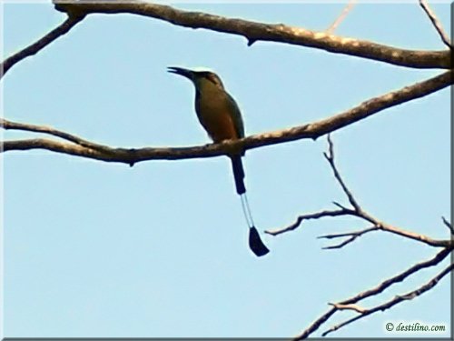 Faune du Costa Rica