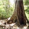 Trek Las Pailas - Rincon de la Vieja