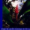 Croisiere Antilles (1998)
