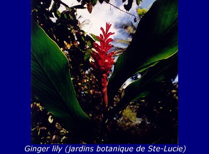 Croisiere Antilles (1998)