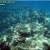 Snorkeling at Catalina Island (Costa Luminosa)