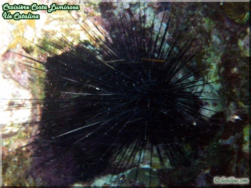 Snorkeling at Catalina Island (Costa Luminosa)