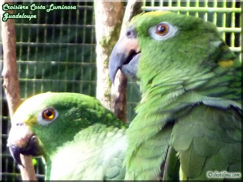 Parc des Mamelles (Basse-Terre)