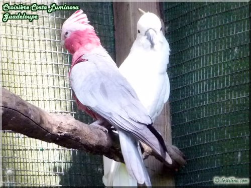 Parc des Mamelles (Basse-Terre)