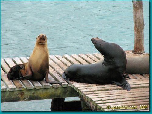 Galapagos (2006)