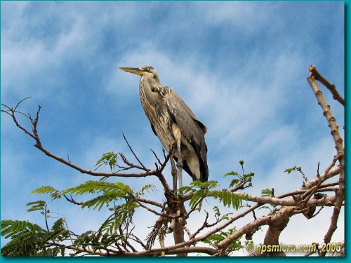Galapagos (2006)