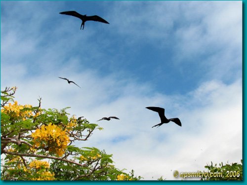 Galapagos (2006)