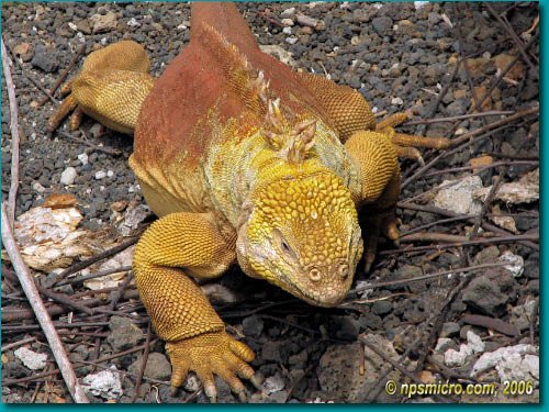 Galapagos (2006)