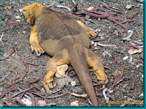 Galapagos (2006)