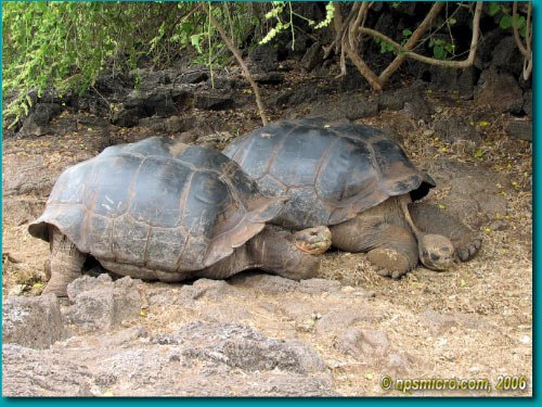Galapagos (2006)