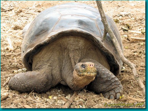 Galapagos (2006)