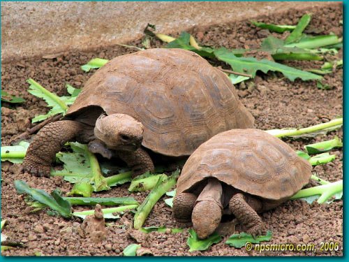 Galapagos (2006)
