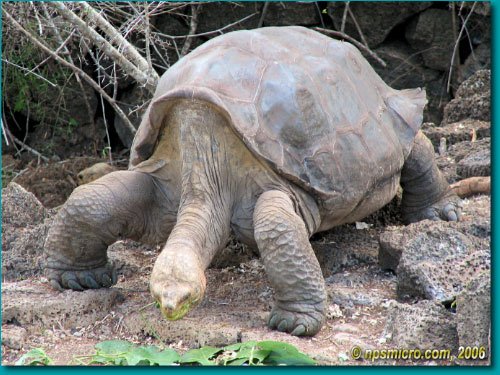 Galapagos (2006)