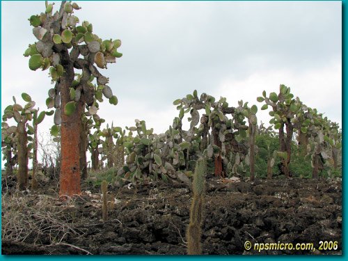 Galapagos (2006)