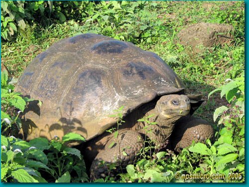 Galapagos (2006)