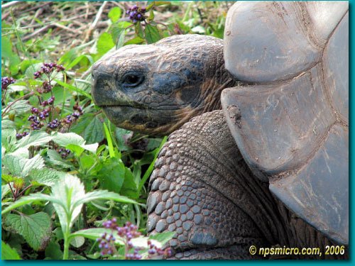 Galapagos (2006)