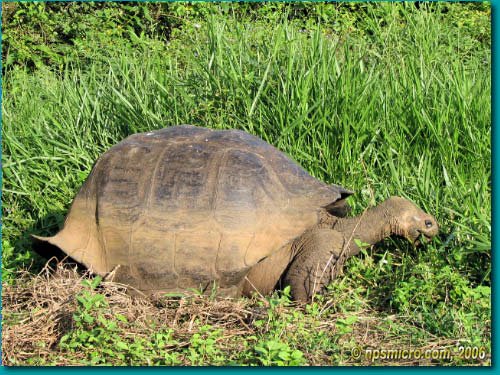 Galapagos (2006)