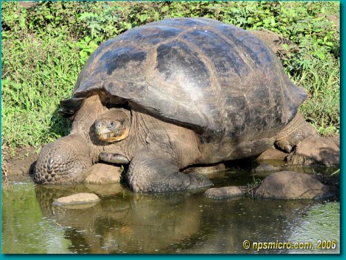 Galapagos (2006)
