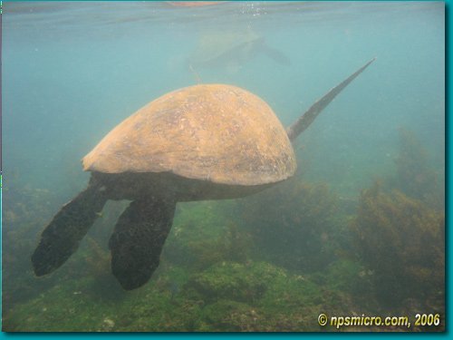 Galapagos (2006)