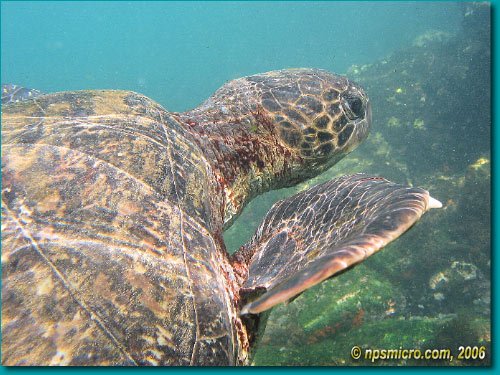 Galapagos (2006)