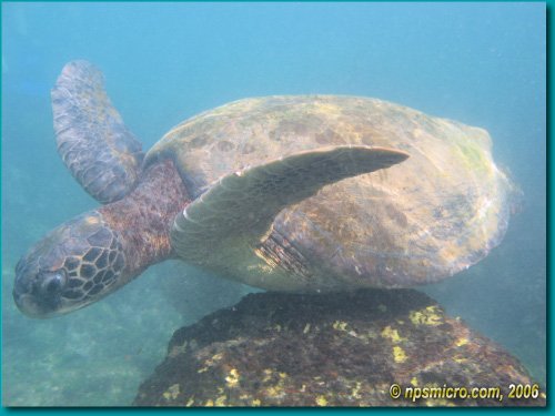 Galapagos (2006)