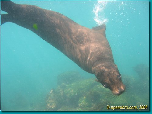 Galapagos (2006)