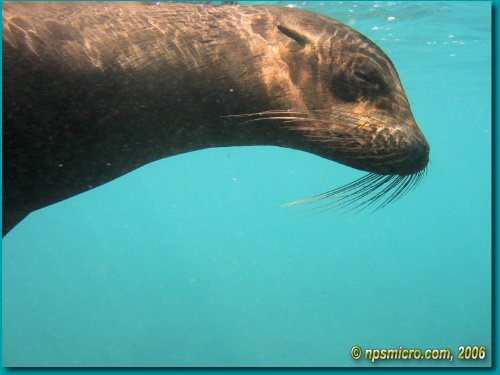 Galapagos (2006)