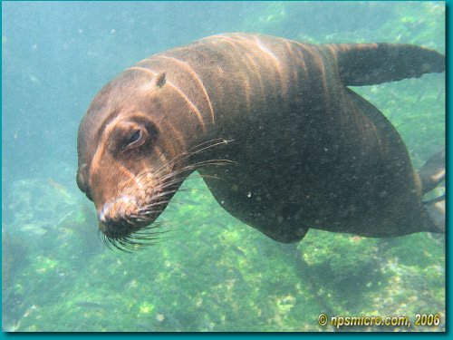 Galapagos (2006)